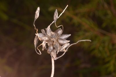 Allium oleraceum, photographed by Eugene Popov
