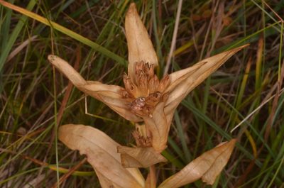Gentiana cruciata, photographed by Eugene Popov