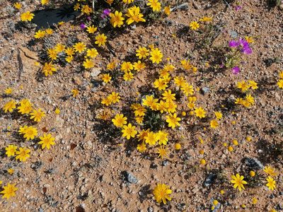 Gazania lichtensteinii, photographed by flamelily