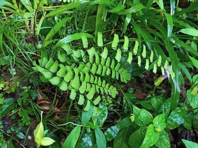 Adiantum philippense, photographed by Sabarni Sarker