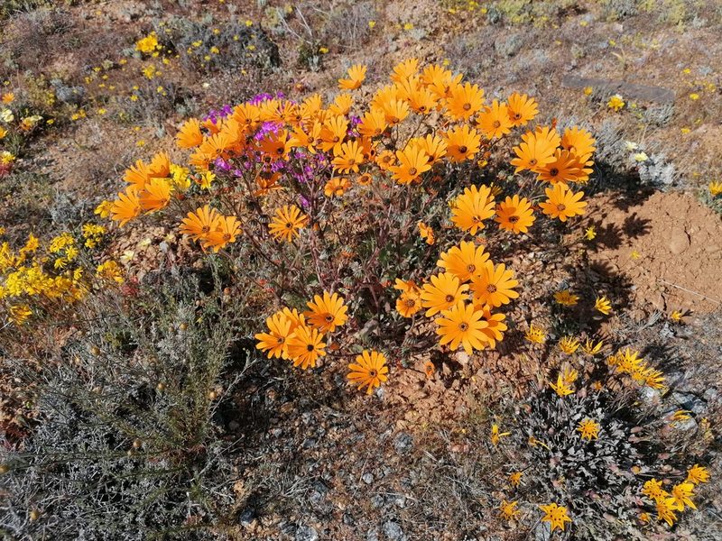 Monoculus hyoseroides, photographed by flamelily