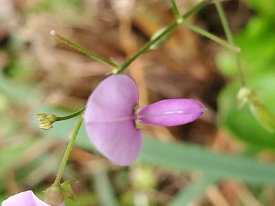 Desmodium paniculatum, photographed by Craig Martin