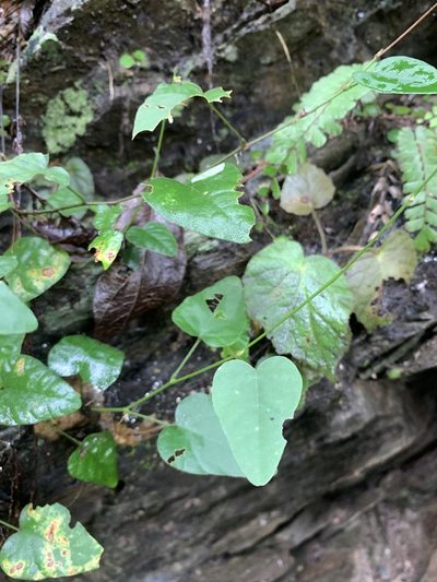 Cyclea gracillima, photographed by 呂一起(Lyu yi-chi)
