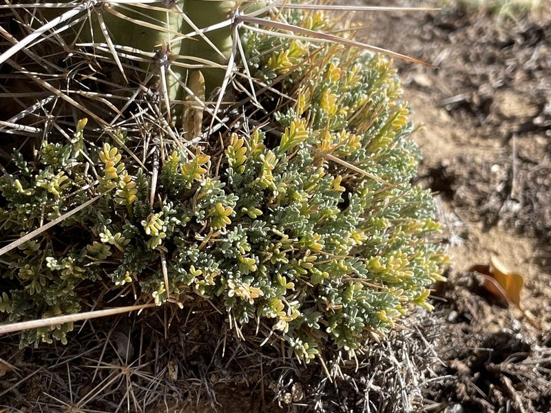 Astragalus humillimus, photographed by Bobby McCabe
