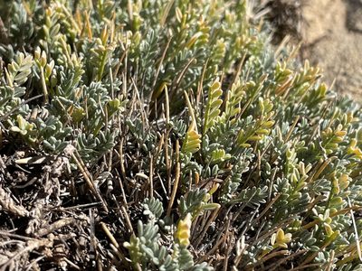 Astragalus humillimus, photographed by Bobby McCabe