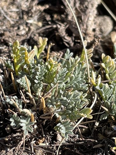 Astragalus humillimus, photographed by Bobby McCabe