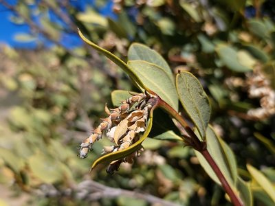 Garrya flavescens, photographed by Daniel S.