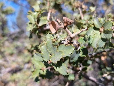 Quercus john-tuckeri, photographed by Daniel S.