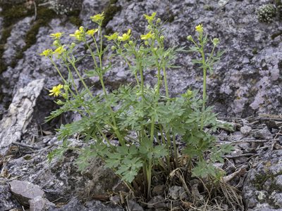 Cyrtorhyncha ranunculina, photographed by Craig Martin