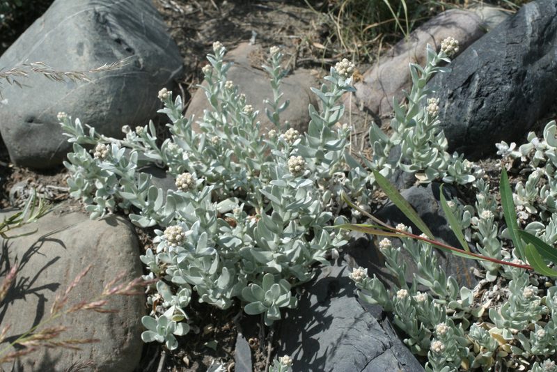 Cladochaeta candidissima, photographed by Oleg Kosterin