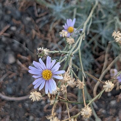 Erigeron filifolius, photographed by Dominic Gentilcore