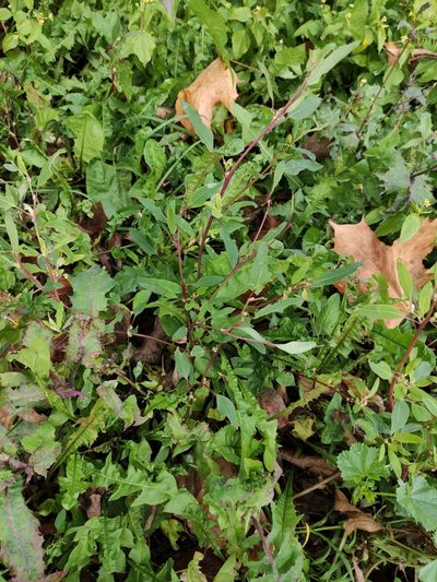 Chenopodium betaceum, photographed by Марина Давлетшина