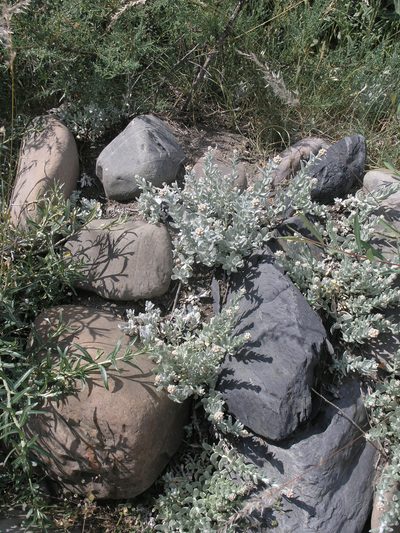 Cladochaeta candidissima, photographed by Oleg Kosterin