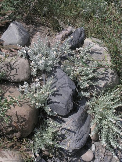 Cladochaeta candidissima, photographed by Oleg Kosterin