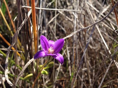 Brodiaea kinkiensis, photographed by Martin Purdy