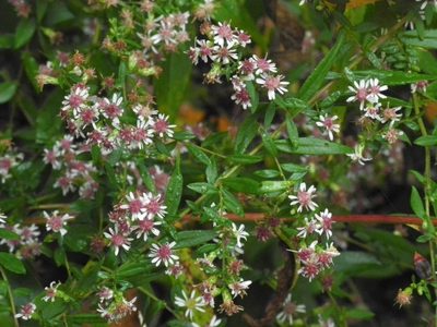 Symphyotrichum lateriflorum, photographed by Michael J. Papay