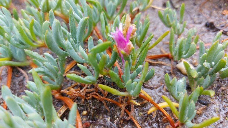 Lampranthus sociorum, photographed by Jacques van der Merwe