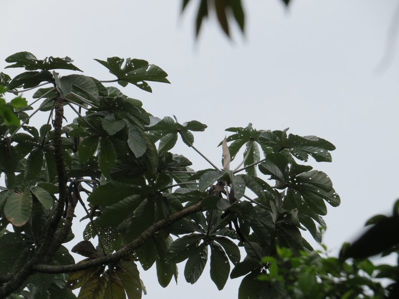 Cecropia hololeuca, photographed by Victor Farjalla Pontes