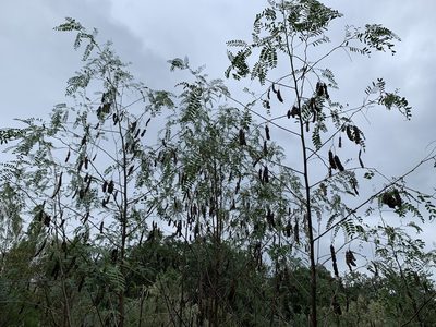 Sesbania drummondii, photographed by Kane Sandoval