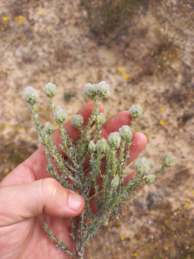 Aspalathus albicephala, photographed by Brian du Preez