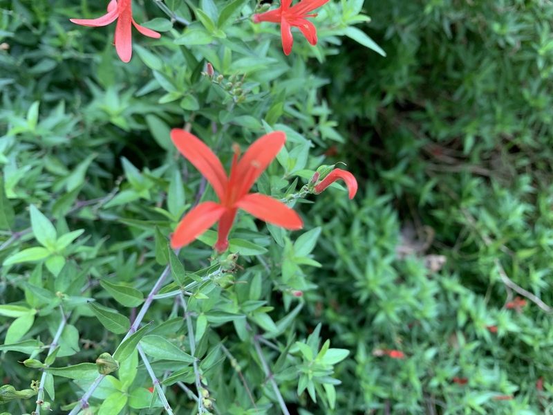 Anisacanthus quadrifidus, photographed by Kane Sandoval