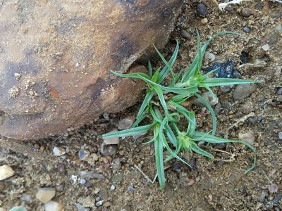 Cyperus michelianus, photographed by Karim Haddad