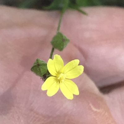 Oenothera linifolia, photographed by Laura Clark