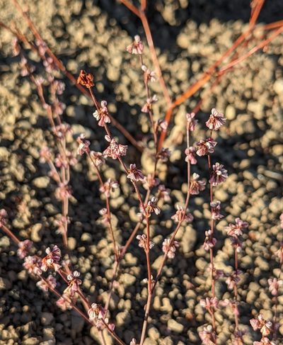 Eriogonum vimineum, photographed by Dominic Gentilcore