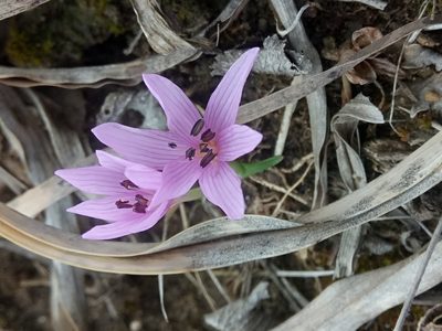 Colchicum cupanii, photographed by Karim Haddad