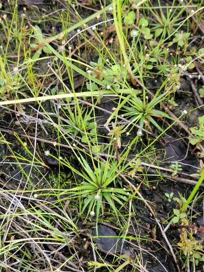 Eriocaulon ravenelii, photographed by Jay Horn