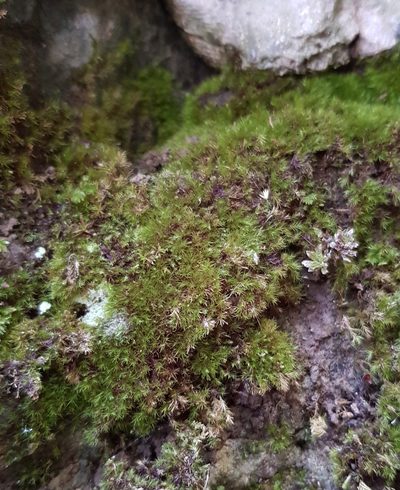 Rhynchostegiella tenella, photographed by Helen Waterman