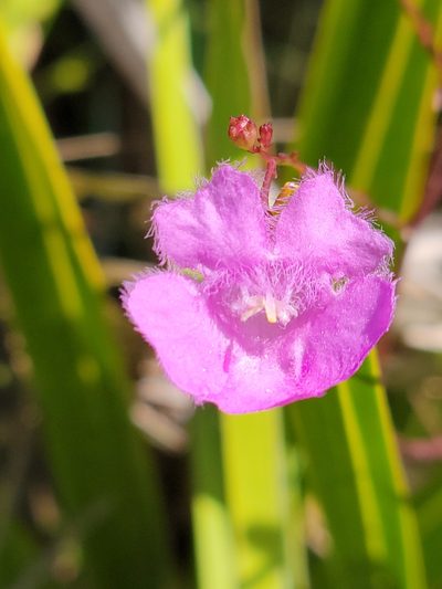 Agalinis obtusifolia, photographed by Jay Horn