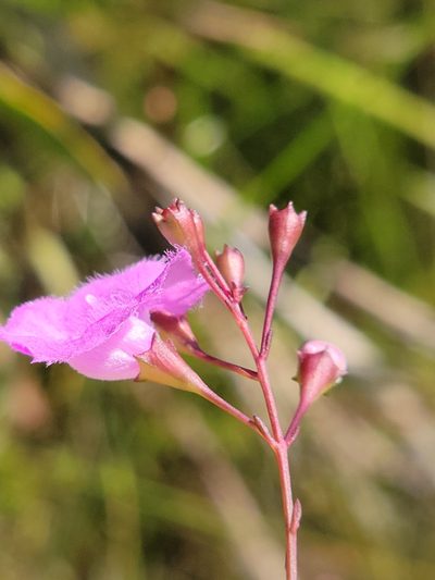 Agalinis obtusifolia, photographed by Jay Horn