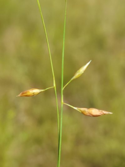 Rhynchospora galeana, photographed by Jay Horn