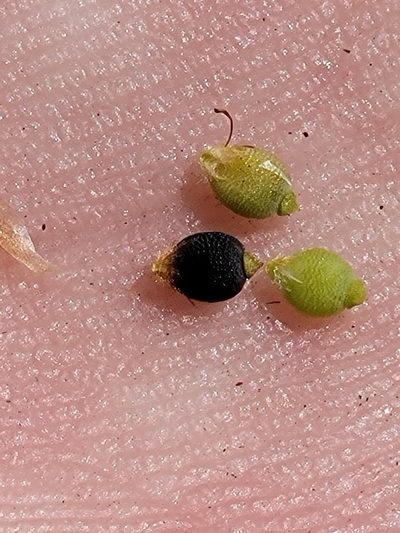 Rhynchospora galeana, photographed by Jay Horn
