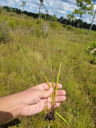 Xyris floridana, photographed by Jay Horn