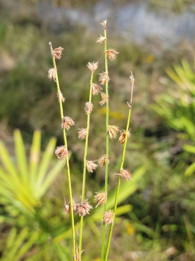 Scleria distans, photographed by Jay Horn
