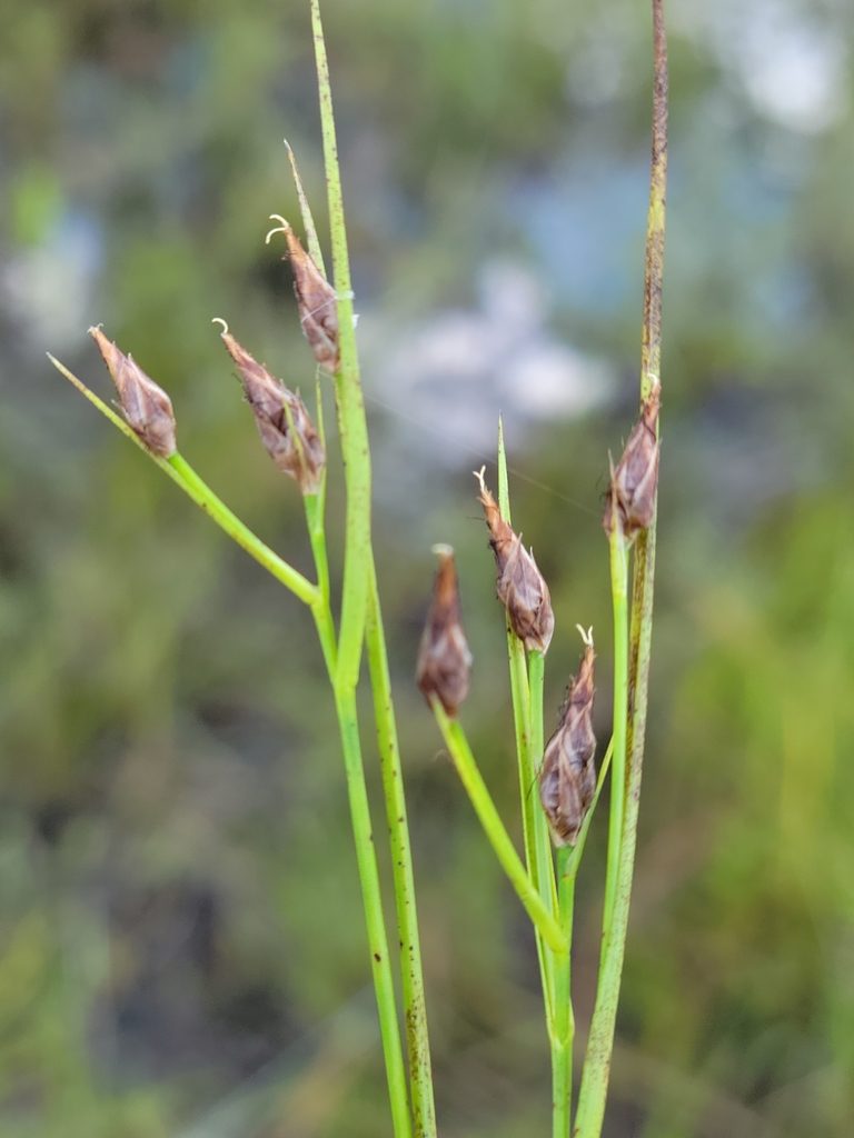 Rhynchospora eximia, photographed by Jay Horn