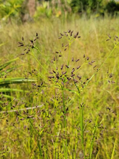 Rhynchospora nitens, photographed by Jay Horn