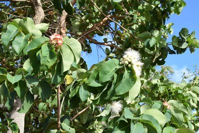 Syzygium suborbiculare, photographed by Paul Asman