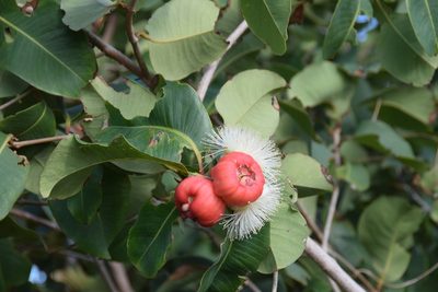 Syzygium suborbiculare, photographed by Paul Asman