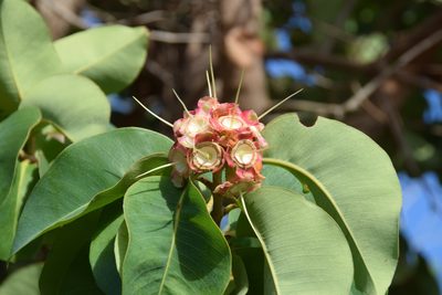 Syzygium suborbiculare, photographed by Paul Asman