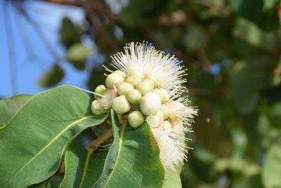 Syzygium suborbiculare, photographed by Paul Asman