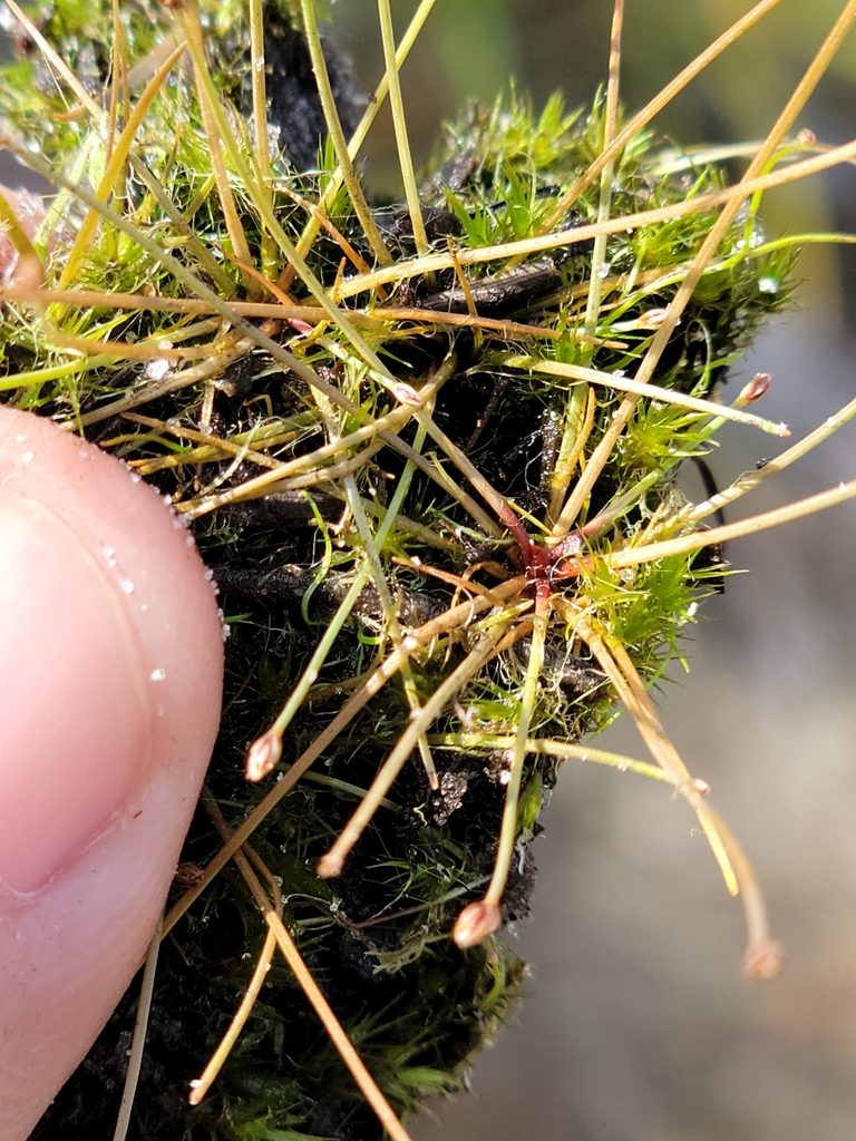 Eleocharis nigrescens, photographed by Jay Horn