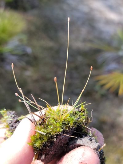 Eleocharis nigrescens, photographed by Jay Horn