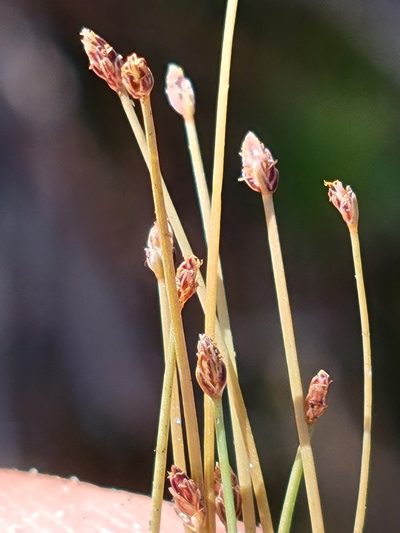 Eleocharis nigrescens, photographed by Jay Horn