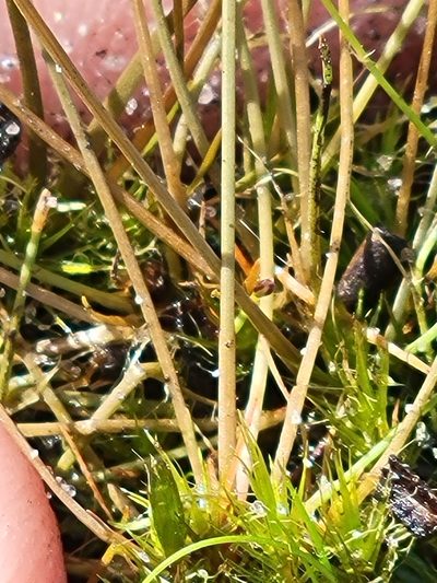 Eleocharis nigrescens, photographed by Jay Horn