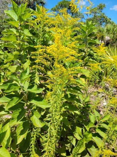 Solidago tortifolia, photographed by Jay Horn