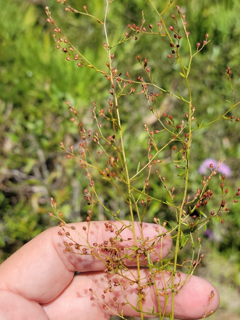 Lechea sessiliflora, photographed by Jay Horn