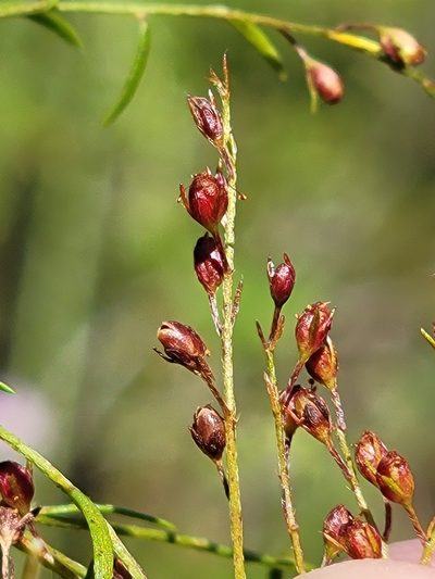 Lechea sessiliflora, photographed by Jay Horn